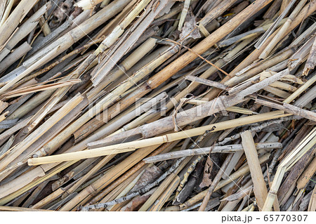 Close-up dry aged reed texture background. Bamboo cane autumn hunting camouflage pattern. Detail of camo surface for hunters 65770307