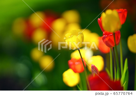 チューリップ 65770764