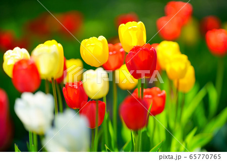 チューリップ 65770765