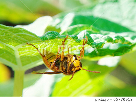 キイロスズメバチ 65770918