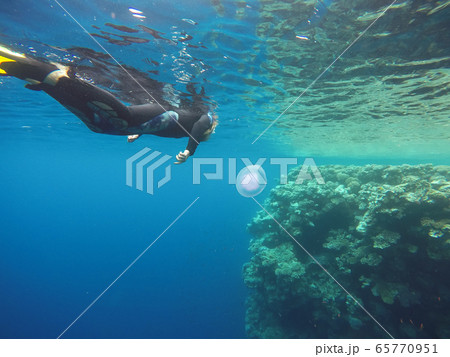 Observation of jellyfish during snorkeling in Dahab in Egypt. 65770951