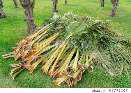 Palm branches leaves trimmed by a gardener, cleaning and cutting palm trees. Lying on a grassy lawn. 65771147