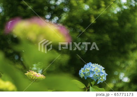 目覚め前の紫陽花 目覚め前の紫陽花 65771173