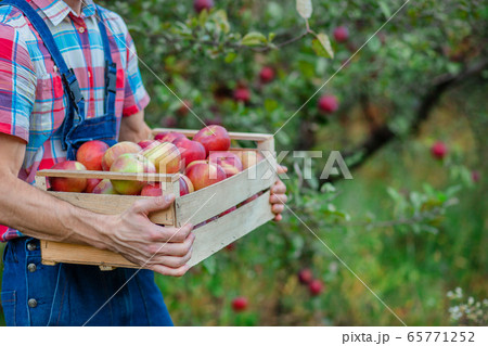 Picking apples. Closeup of a crate with apples. A 65771252