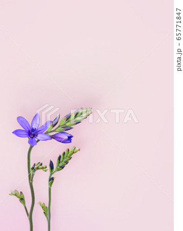 Blue freesia or baboon flowers pink background Blue freesia or baboon flowers pink background 65771847
