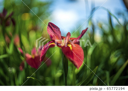 茶菖蒲の花 茶菖蒲の花 65772194