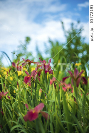 茶菖蒲の花 65772195