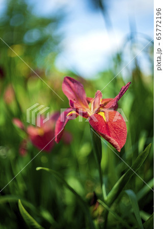 茶菖蒲の花 茶菖蒲の花 65772196