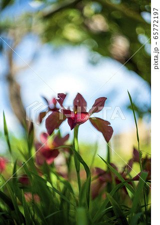 茶菖蒲の花 茶菖蒲の花 65772197