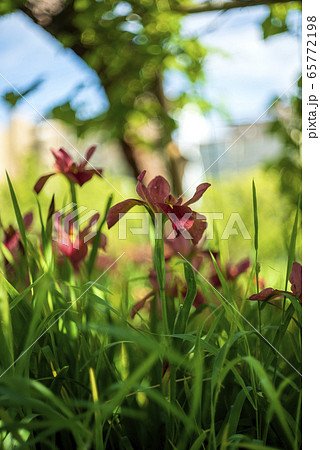 茶菖蒲の花 65772198