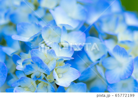 紫陽花 紫陽花 65772199