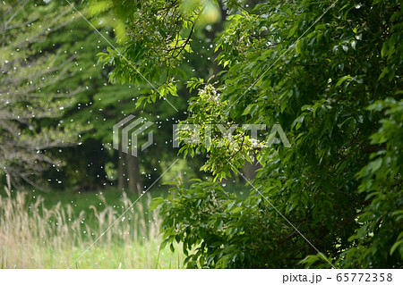 マルバヤナギ・円葉柳の種子柳絮 65772358