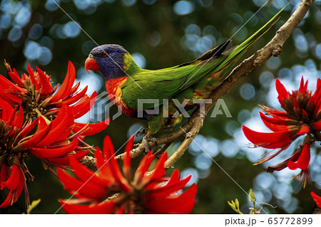 オーストラリアの花と鳥 オーストラリアの花と鳥 65772899