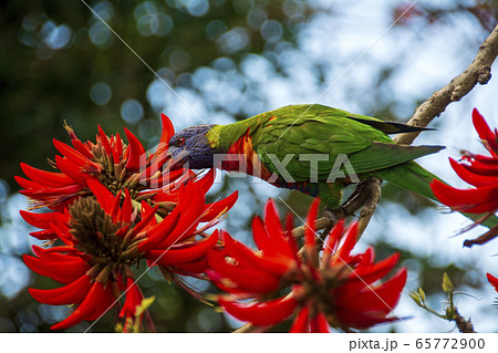 オーストラリアの花と鳥の写真素材