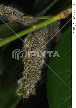生き物 昆虫 チャドクガ、若齢幼虫。一枚の葉を完全に食べ尽くすと次に移ります 生き物 昆虫 チャドクガ、若齢幼虫。一枚の葉を完全に食べ尽くすと次に移ります 65772921