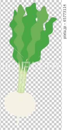 Vegetable turnip turnip turnip 65773114