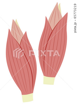 野菜 みょうが 茗荷 ミョウガ ベクターのイラスト素材
