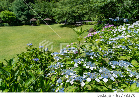三重県　いなべ市　万葉の里公園　アジサイ　梅雨の晴れ間 65773270
