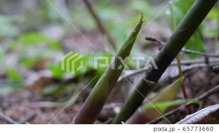姫竹 根曲がり竹 札幌市5月 姫竹 根曲がり竹 札幌市5月 65773660