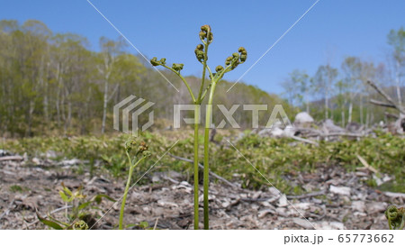 山菜 ワラビ 天然 北海道むかわ町 山菜 ワラビ 天然 北海道むかわ町 65773662