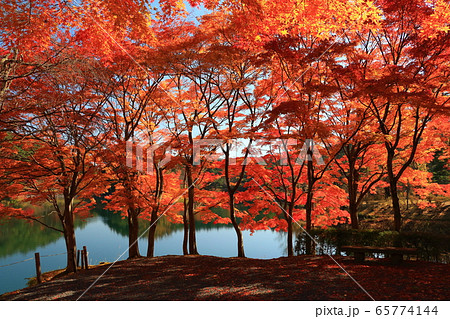 半田沼を背景に映える紅葉の写真素材