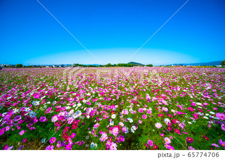 藤原宮跡のコスモス 藤原宮跡のコスモス 65774706