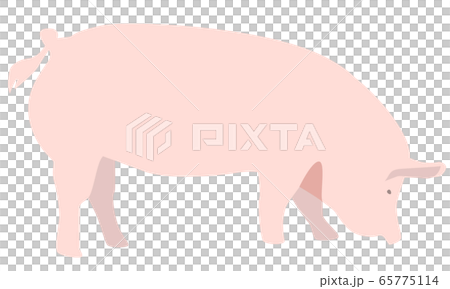 豬插畫素材 65775114
