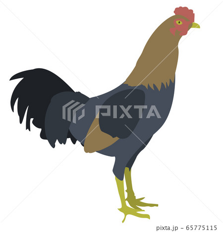にわとりのイラスト素材 65775115