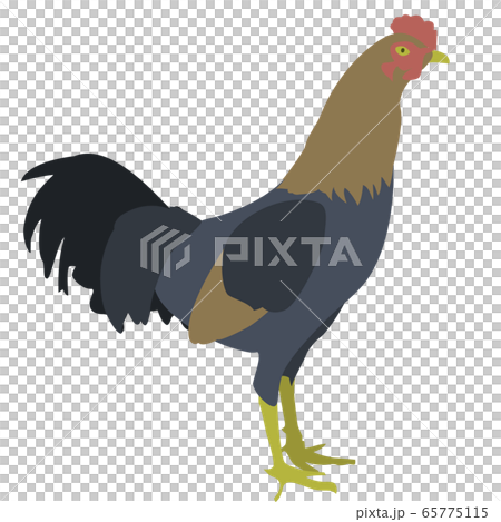 雞插圖素材 65775115