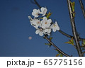夜桜 65775156