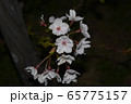 夜桜 65775157
