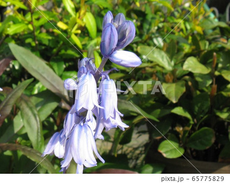 やや細身の釣り鐘型の花が10輪ほど穂になって咲きます やや細身の釣り鐘型の花が10輪ほど穂になって咲きます 65775829