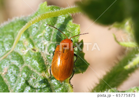 キュウリの葉を食い荒らすウリハムシ キュウリの葉を食い荒らすウリハムシ 65775875