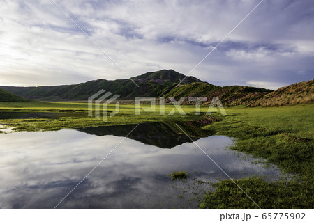 早朝の雨上がりにひときわ美しい烏帽子岳のミヤマキリシマと阿蘇草千里のいつもは見られない風景 65775902
