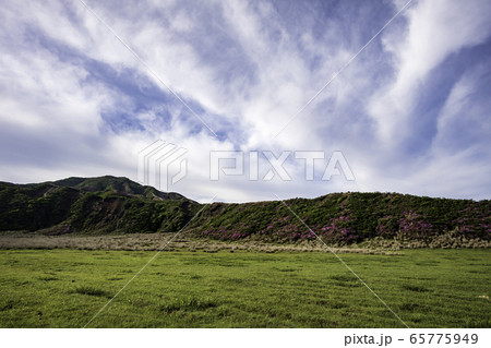 早朝の雨上がりにひときわ美しいミヤマキリシマと草千里のいつもは見られない風景 65775949
