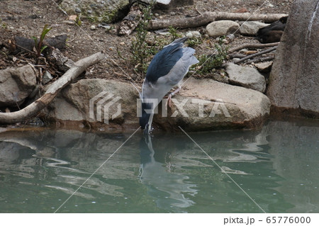 ゴイサギ　水を飲む 65776000