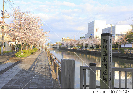 新川千本桜 並木 65776183