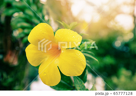 Allamanda flower / vintage color yellow flower 65777128
