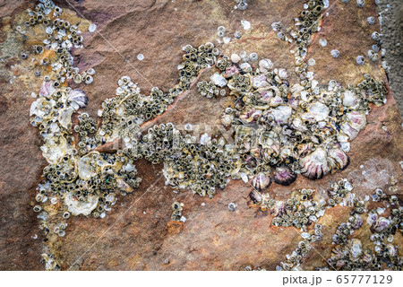 Barnacles on rock - shellfish on the rocks / dry Barnacles on rock - shellfish on the rocks / dry 65777129