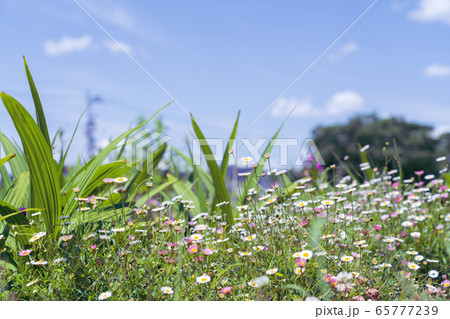 初夏の花畑 エリゲロンの咲く花壇 初夏の花畑 エリゲロンの咲く花壇 65777239