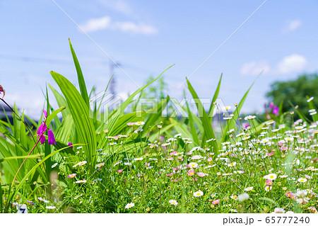 初夏の花畑　エリゲロンの咲く花壇 65777240