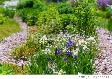 初夏の花畑　アヤメの咲く花壇 65777244