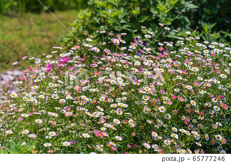 初夏の花畑 エリゲロンの咲く花壇の写真素材