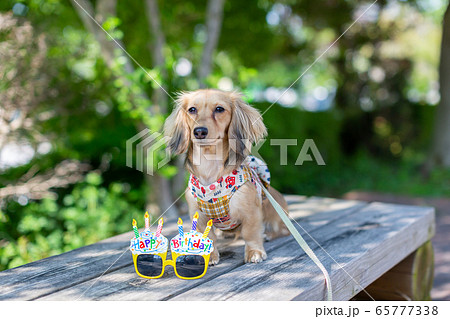 カニンヘンダックスフンド　ダックス 65777338