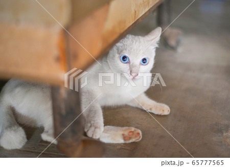 a white cat blue eyes / Kitten white lying on a white cat blue eyes / Kitten white lying on 65777565