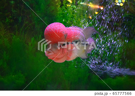 crossbreed cichlid fish / colorful red crossbreed crossbreed cichlid fish / colorful red crossbreed 65777566