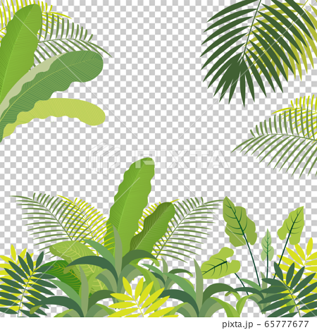 ジャングルのイラスト素材