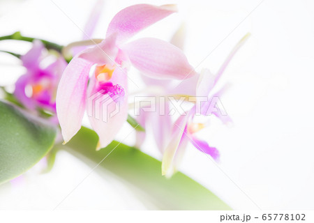 ピンクの胡蝶蘭 原種の写真素材