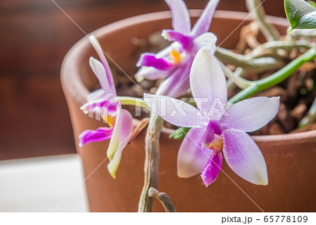 ピンクの胡蝶蘭 原種の写真素材