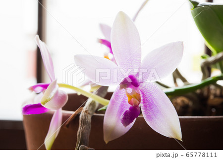 ピンクの胡蝶蘭　原種 65778111